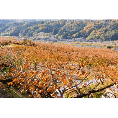 ふるさと納税 八頭町 八頭町が誇る日本随一の甘柿『花御所柿』 2kg |  | 01