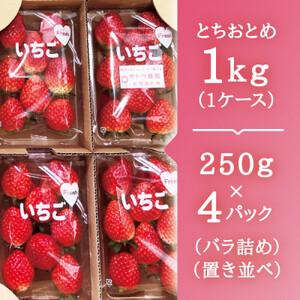 【宮城県産とちおとめ 2kg】フレッシュ朝摘みいちご 約250g×8パック 置き並べ_果物・フルーツ いちご  イチゴ 苺_【配送不可地域：離島】【1464378】