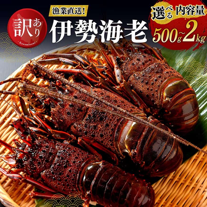 【ふるさと納税】※内容量が選べる※ 【訳あり！】【漁協直送！】冷凍伊勢海老 - 500g / 1kg / 2kg 魚介 伊勢海老 イセエビ 訳あり 宮崎県 国産 日向灘 お取り寄せ お祝い 魚介類 魚貝類 海鮮 高級 刺身 贅沢 プレゼント 差し入れ 贈り物 川南漁港 送料無料 宮崎県 川南町