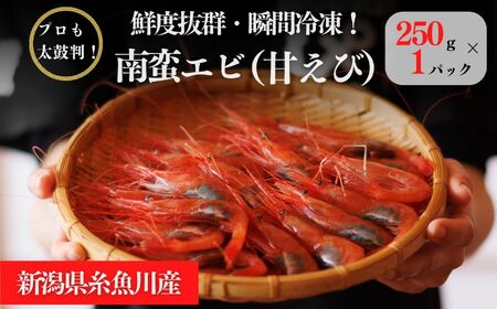 南蛮エビ 日本海直送 鮮度抜群！糸魚川産『甘エビ』250g×1パック 際立つ甘さと鮮やかさ  甘くとろける格別の味 【プロも太鼓判！】