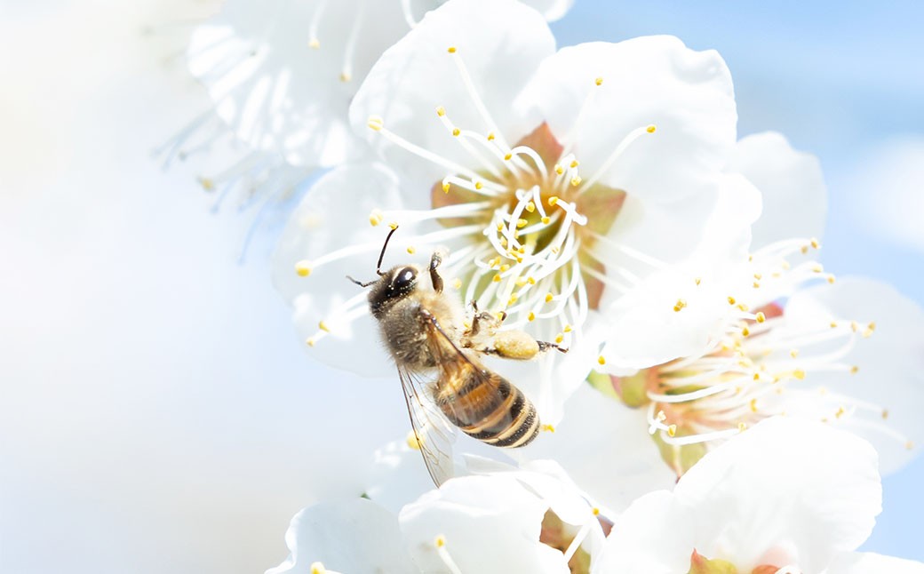 太宰府養蜂ThreeBeeFarm 140g×2個 （合計280g）