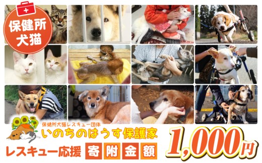 【選べる寄附金額】保健所犬猫レスキュー【返礼品なしのご寄附】