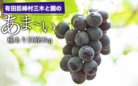 有田巨峰村三木と園のあま～い種あり巨峰2kg  | ぶどう 巨峰 ぶどう 巨峰 ぶどう ぶどう 巨峰