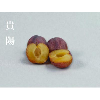 ふるさと納税 南アルプス市 【2026年先行予約】【すもも・貴陽】一生に一度は食べたい!王様のひと玉! 約12玉(約3kg)