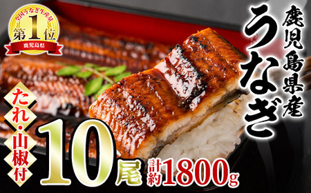 【67038】東串良町 うなぎ 蒲焼 (無頭)(10尾・計約1,800g・タレ、山椒付) 高級 ウナギ 鰻 国産 たれ 鹿児島 ふるさと 人気【アクアおおすみ】