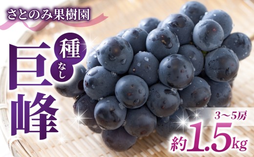 【先行受付2026年発送】【さとのみ果樹園】新鮮！種なし巨峰　約1.5kg（3～5房）※2026年9月上旬～10月上旬順次発送