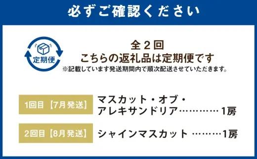 【 全2回定期便 （ 7月 ・ 8月発送予定 ） 】 マスカット ・ オブ ・ アレキサンドリア （ 1房 約500g以上 ） 、シャインマスカット （ 1房 約500g以上 ） ブドウ ぶどう 葡萄