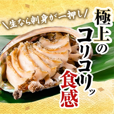 【先行予約】三陸重茂産　天然 蝦夷あわび(2号品) 1kg(冷凍)【配送不可地域：離島】