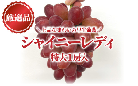 【厳選品】シャイニーレディ 1房 700g～ (岡山県産) 赤色の早生葡萄! 【KF-B081-03】