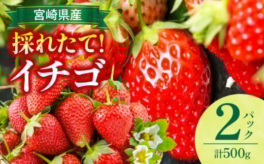 《2026年発送》【数量・期間限定】宮崎県産イチゴ 2パック_M359-004-01
