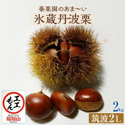 ふるさと納税 福知山市 秦栗園のあま〜い氷蔵丹波栗 筑波2L 2kg【熟成】 生栗 大粒 10月下旬発送