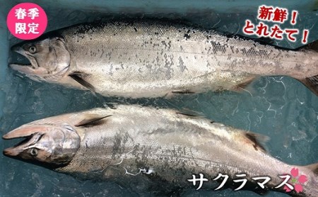 ＜期間限定＞ 岩手北三陸産 本マス まるごと1尾 約2kg （サクラマス） （真マス） 切身・三枚おろしのご希望も承ります。