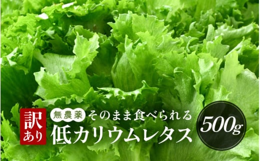 【訳あり】低カリウムレタス 500g 不揃い クリーンルーム栽培 鮮度長持ち 【野菜 生野菜 レタス サラダ 水耕栽培 洗わず食べられる 時短 付け合わせ 規格外】[m40-a013]