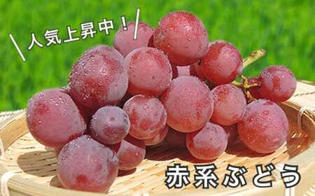 長野県産 旬のぶどう3種セット 種無し巨峰 ナガノパープル 赤系ぶどう 各1房 約1.5kg ［おぶせファーマーズ］ 詰め合わせ 詰合せ 食べ比べ 果物 フルーツ ぶどう 葡萄 クール便 冷蔵便 令和