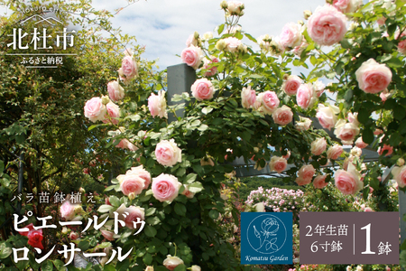 バラ苗鉢植え「ピエールドゥロンサール」  1鉢 弱い返り咲き 鉢植え 花  6寸鉢 2年生以上の苗 ガーデニング 初心者 母の日 父の日