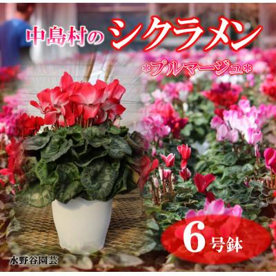 ふるさと納税 中島村 【先行予約】シクラメン6号鉢(プルマージュ)　水野谷園芸