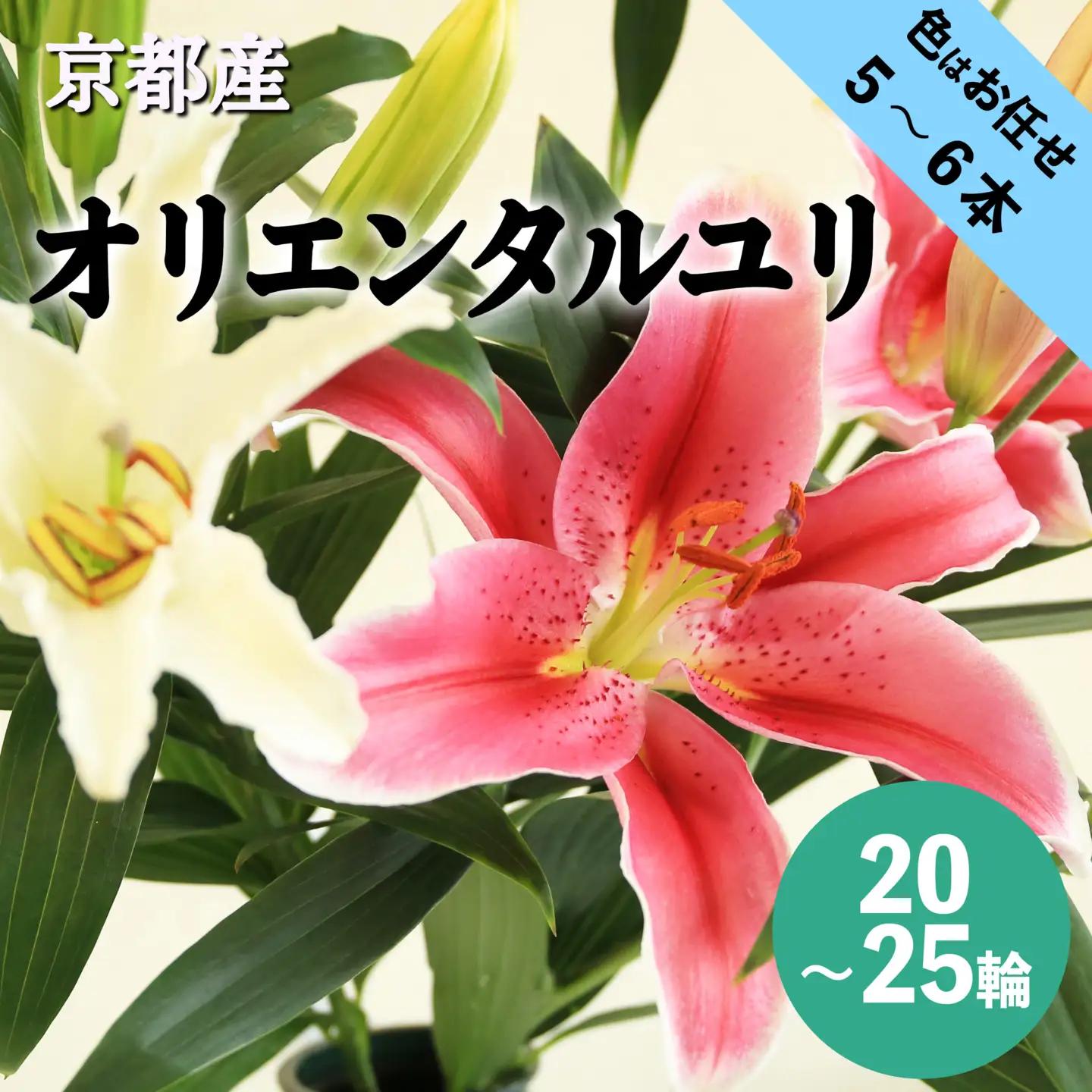 花・ゆり／京都・京丹後オリエンタルユリ　色お任せ5~6本（20～25輪）（2026年11月下旬～発送）ユリ切花・ユリ花束