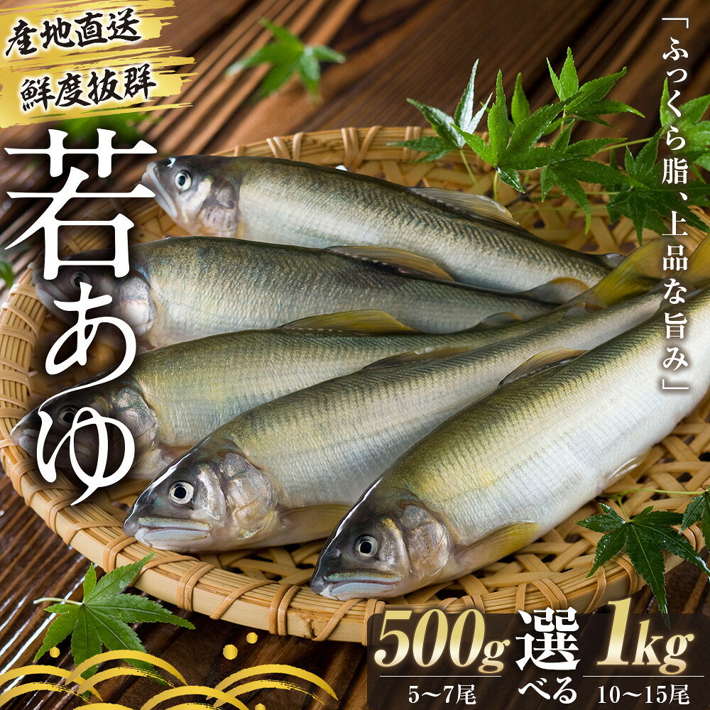 【ふるさと納税】［選べる内容量］若あゆ（冷蔵配送）500g or 1kg OGATA養殖技術研究所 南紀白浜 | あゆ 魚 お魚 さかな 食品 人気 おすすめ 送料無料