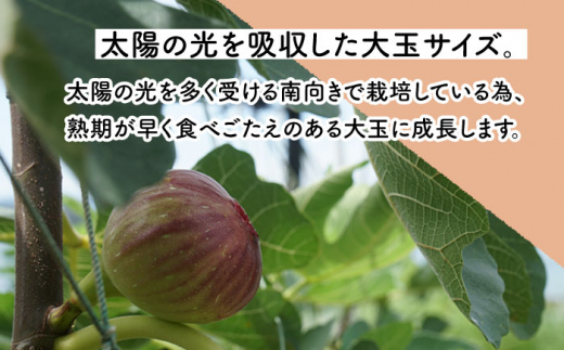 【先行受付】いちじく 約300g×4パック【田崎FARM】[OCU004] / いちじく 無花果 イチジク 長崎県産いちじく 川棚町産無花果 肉厚イチジク いちじく ふるーつ フルーツ 果物 くだもの