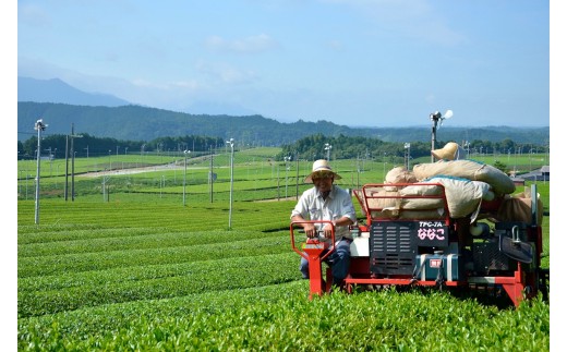 滋賀県産抹茶使用 泡立つ抹茶ラテ1kg【約66杯分】