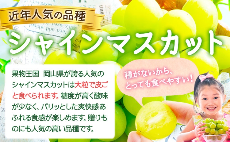 訳あり シャインマスカット 約1.2kg 1～3房【配送不可地域あり】 花田青果株式会社《2026年9月上旬-10月末頃出荷》---124_c2533_9a10m_25_10000_3p---