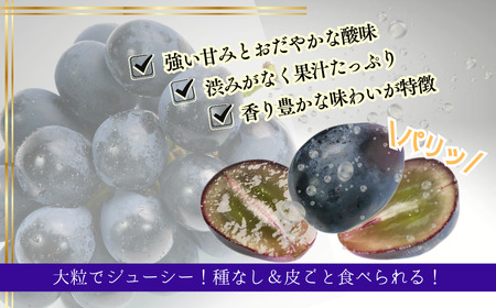 【2026年先行予約】ナガノパープル 約1kg|ぶどう ぶどう