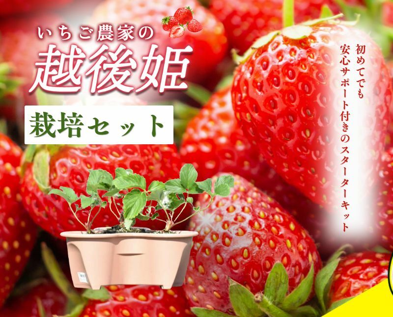 いちご 越後姫栽培キット 6株 越後姫 栽培キット 苺 栽培 プランター 植物 プラント