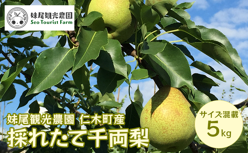 [先行受付/2025年] 仁木町の採れたて「千両梨」5kg （10個前後）サイズ混載 北海道 仁木 果物 くだもの フルーツ なし 梨 果物類 [フルーツショップ妹尾観光農園]