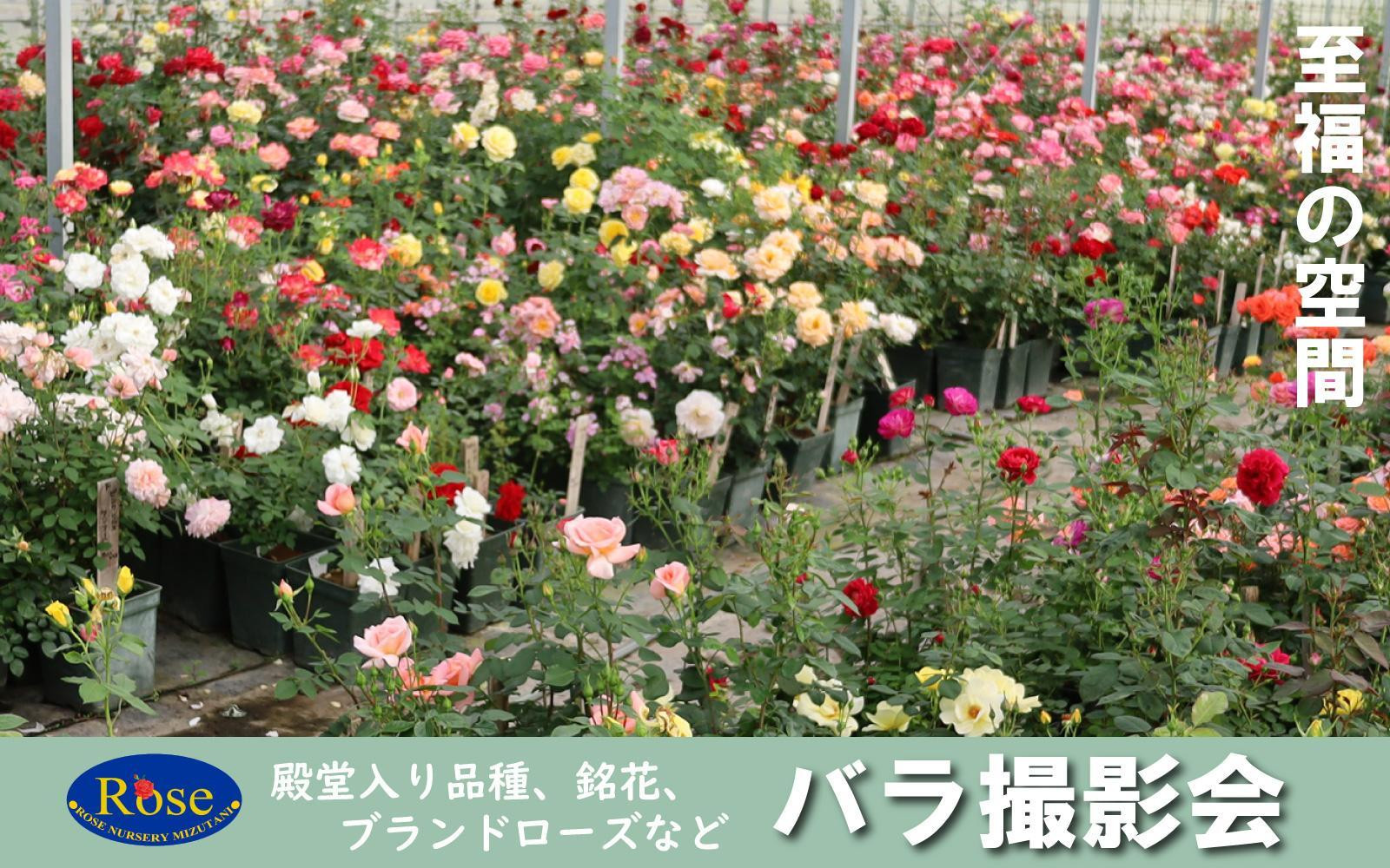 
            1,000品種ものバラに囲まれる　バラ写真撮影会1回券
          