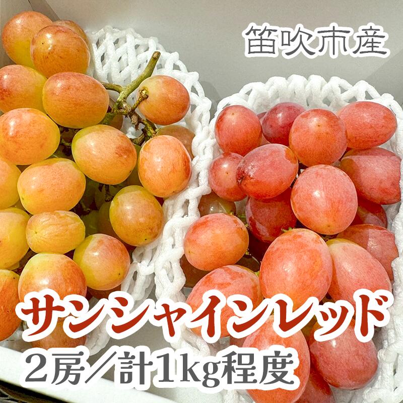 【ふるさと納税】【2026年発送★先行予約】山梨県産サンシャインレッド2房(合計1kg程度) ふるさと納税 ぶどう 笛吹市 国産 人気 期間限定 果物 フルーツ 旬 山梨県 送料無料 229-010