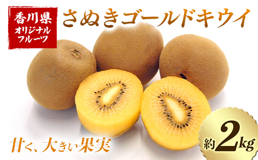【先行予約2026年10月～2026年12月頃お届け】 さぬきゴールドキウイ (約2kg) フルーツ 果物 くだもの ゴールド キウイ キウイフルーツ さぬき ゴールドキウイ デザート 食品 名産 四