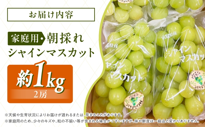 朝どれ 新鮮 家庭用 シャインマスカット 1kg 1キロ 2房 ぶどう マスカット 果物 くだもの フルーツ