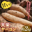 【ふるさと納税】甘い！特別栽培で作った天栄ヤーコン 約2kg 生芋 レシピ様々 芋 イモ 根菜 福島県 天栄村 F21T-114