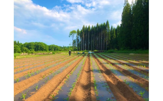 【9月上旬～9月下旬出荷】小林農園の白くて甘いとうもろこ