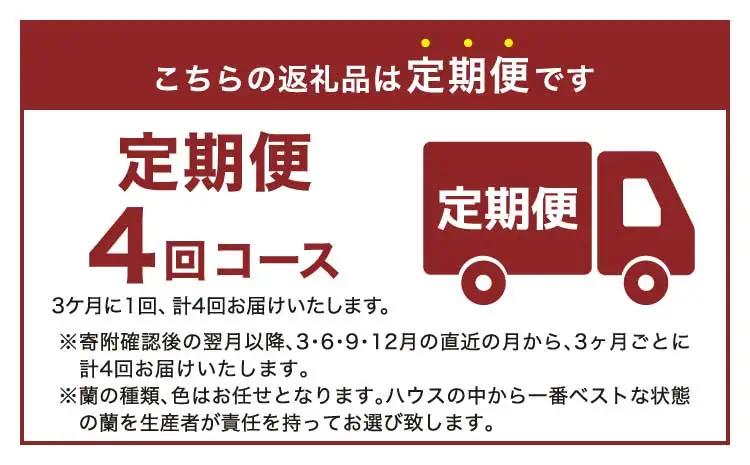 定期便 胡蝶蘭 熊本県産 ミディ 3本立ち×4回  【定期便4回】ミディ胡蝶蘭 3本立ち 洋蘭