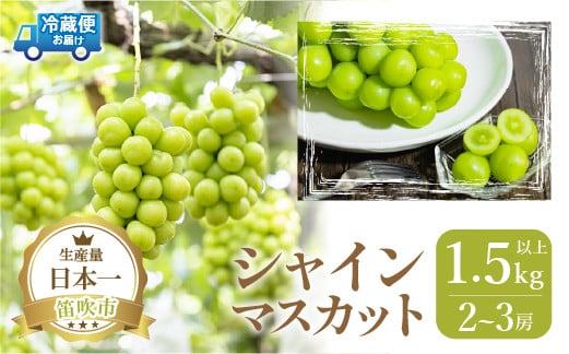 
＜25年発送先行予約＞笛吹市産 厳選シャインマスカット1.5kg以上 2～3房 111-014 |山梨県産 特大 大粒 フルーツ 果物 旬 シャイン マスカット 発送 期間限定 国産
