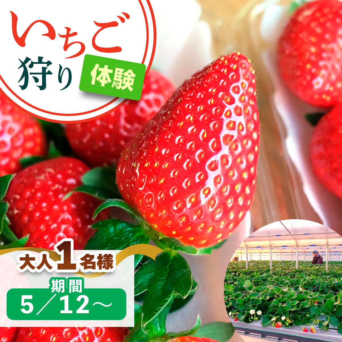 [5月12日以降] いちご狩り体験 大人1名様 奈良のブランド (あすかルビー)｜イチゴ農園 果物 フルーツ 親子 体験チケット いちご狩り農園 奈良県 [3055]