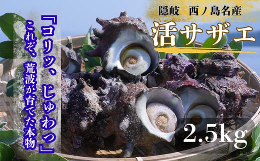 コリ旨！獲れたて鮮度抜群 島獲れ活サザエ2.5kg大満足セット - 磯の香りと海の恵みを食卓へ サザエ 冷蔵便 栄螺 貝 海鮮 BBQ さざえ さざえご飯 壺焼き 刺身 バーベキュー ギフト お中元 御中元 島サザエ 新鮮