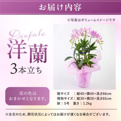 ふるさと納税 糸島市 【ギフトに】デンファレ(洋蘭)3本立ち 糸島市/和饗エコファーム株式会社 [AVI004] |  | 01