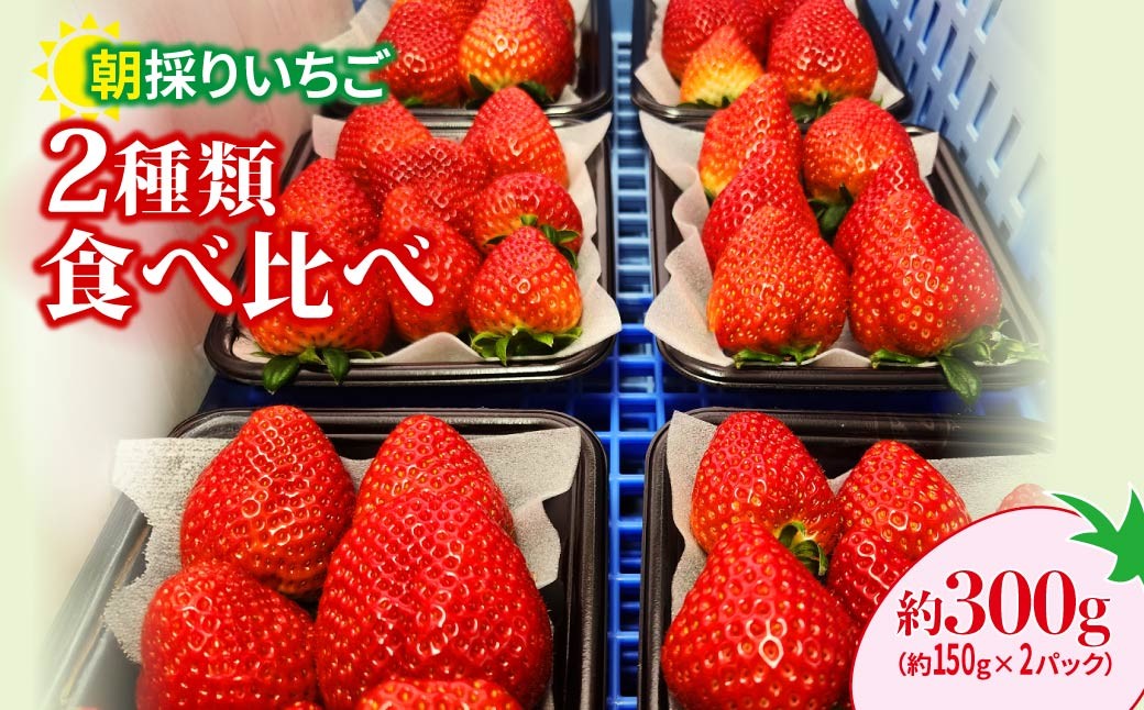 
                  いちご 食べ比べ 【年末年始発送】 150g×2パック 300g 2027年 先行予約 | コク 甘み 朝採れ イチゴ 苺 高品質 たっぷり 新鮮 完熟 旬 ストロベリー 高級 産地直送 果汁 甘い あまい 人気 高評価 高糖度 ごほうび プレゼント 朝採れ やよいひめ ななか 恋みのり あまおとめ あすかルビー 贈答用 あすかファーム 群馬県 前橋市
                