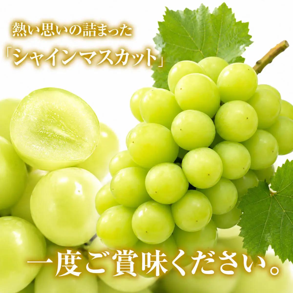 シャインマスカット 約2kg 3房～5房 シャインマスカット