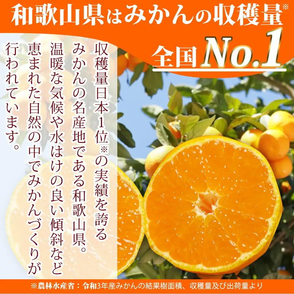 【ふるなび限定】【2026年先行予約】高級ブランド 田村みかん 約10kg_G7341_F