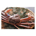 【ふるさと納税】【予約】 タグ付き 活松葉ガニ 約1kg / カニ 刺身 活 生 蟹 松葉がに 松葉蟹 松葉ガニ タグ 付き 蟹 かに 予約 かに刺し かにしゃぶ かにすき 焼きガニ