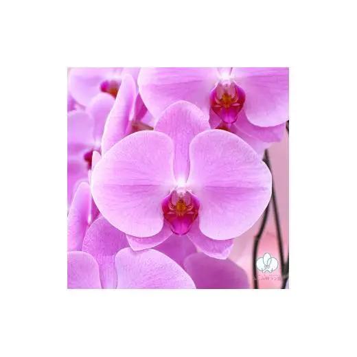 大輪胡蝶蘭　ピンク3本立ち（36輪クラス）（ラッピング付）