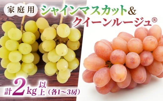 
            【先行受付2026年発送】家庭用シャインマスカット＆クイーンルージュ(R)　合計2kg以上（各1〜3房）｜さとのみ果樹園 ※2026年9月中旬以降順次発送
          
