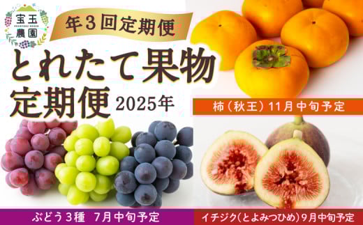 【年3回定期便】宝玉農園 とれたて果物定期便 2025年 (7月中旬予定：ぶどう３種・9月中旬予定：イチジク(とよみつひめ)・11月中旬予定：柿(秋王))