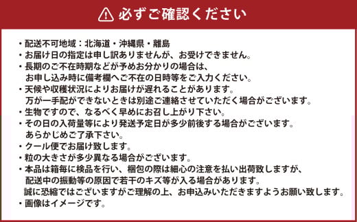 岡山県産 シャインマスカット 晴王 約1.5kg（3房～6房） 【2025年8月下旬～11月下旬迄発送予定】 果物 くだもの フルーツ ぶどう ブドウ 葡萄 マスカット