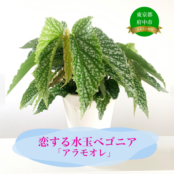 
            花郷園オリジナル　恋する水玉ベゴニア「アラモオレ」
          