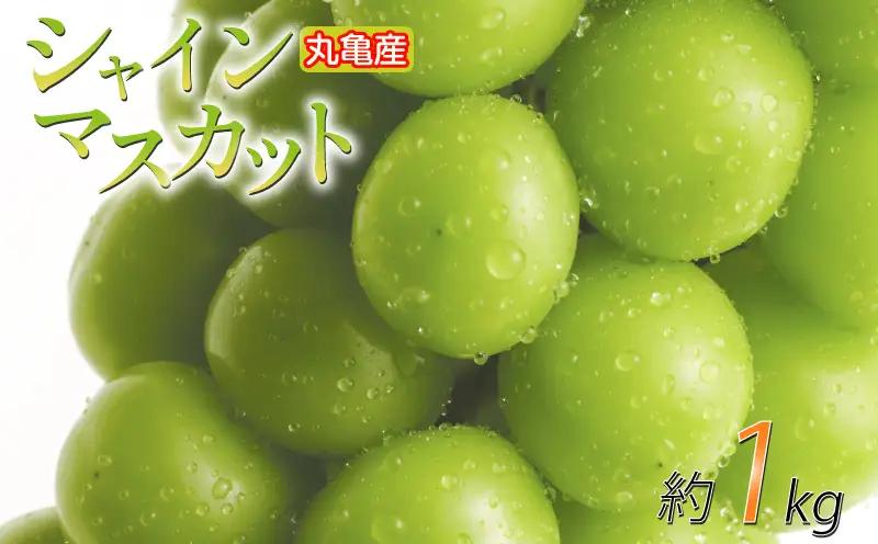 【2026年8月下旬から順次発送】 シャインマスカット 約1kg 2房