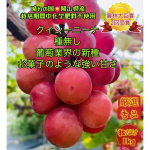 ぶどう 2026年 クイーンニーナ 厳選 秀品 粒だけ 約1kg  家庭用 ギフト 贈答用 贈り物 岡山 果物 フルーツ  採りたて発送 農家直送 数量限定 新鮮 8月上旬から発送